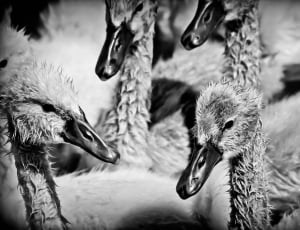 grayscale photography of ducks thumbnail