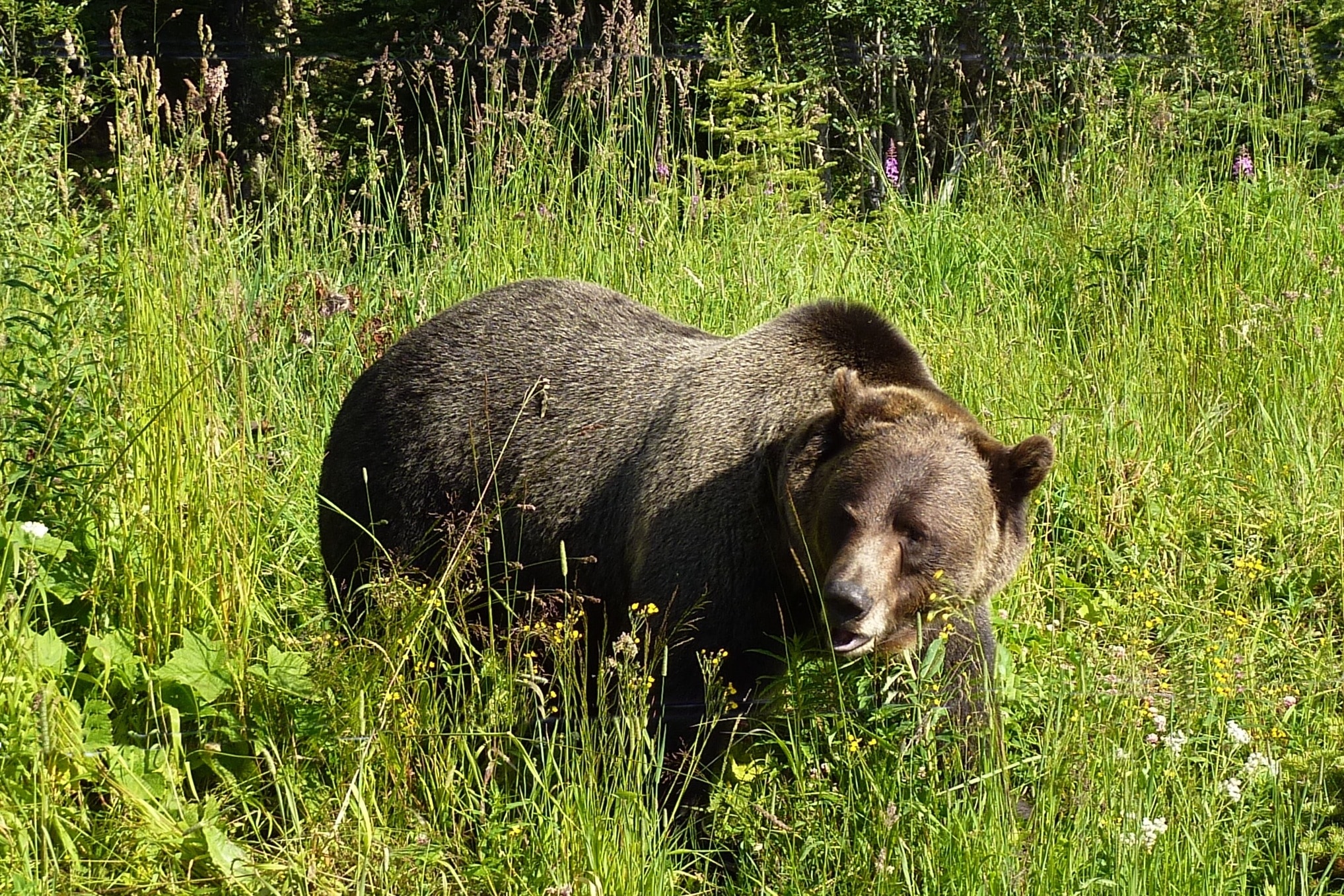 Есть ли медведь людей. Фауна нац парк Башкирии. Фауна национального парка Башкирия. Бурый медведь Башкортостана. Бурый медведь заповедник Башкортостана.