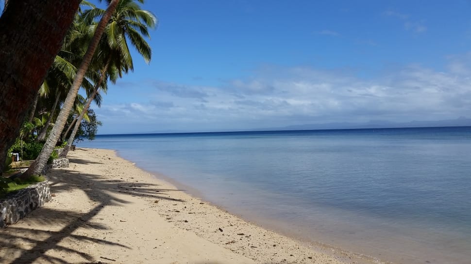 white sand beach with coconut tree during day time preview