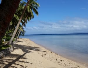 white sand beach with coconut tree during day time thumbnail