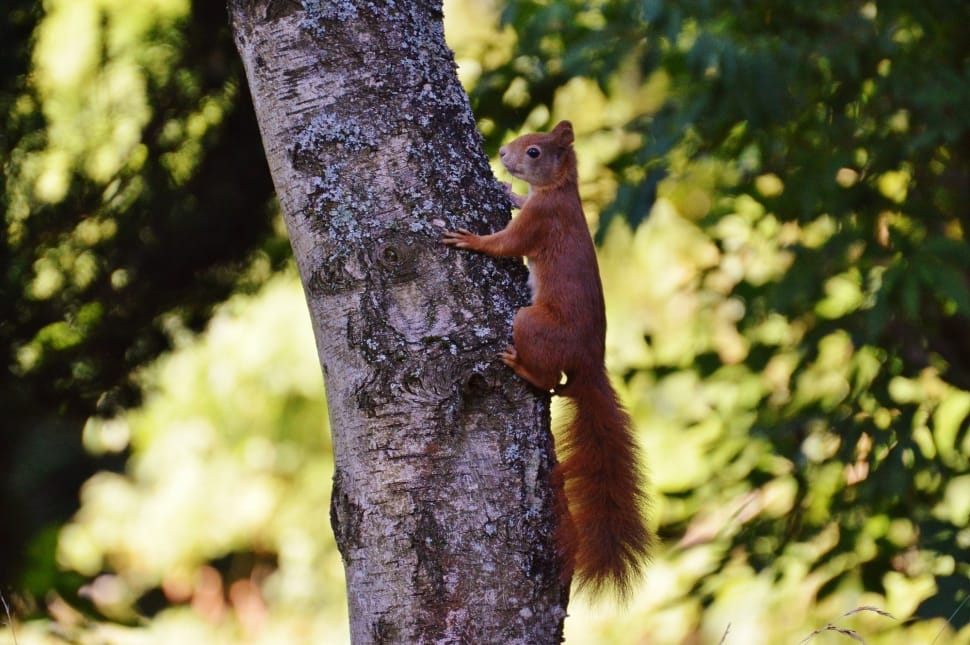 Nature, Nager, Squirrel, Rodent, Cute, tree trunk, one animal preview