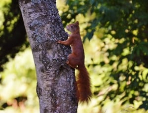 Nature, Nager, Squirrel, Rodent, Cute, tree trunk, one animal thumbnail