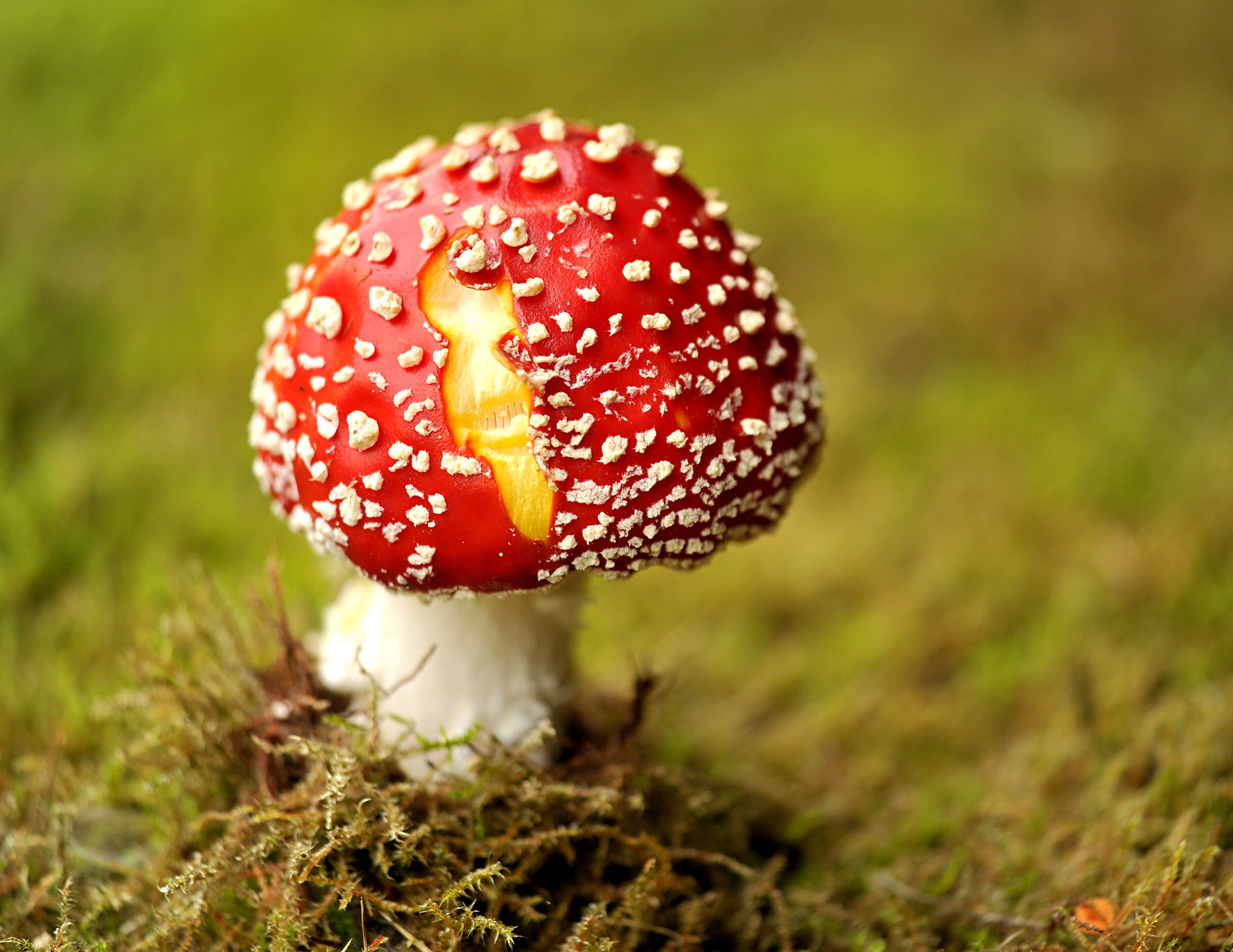 2560x1440 wallpaper | red and white mushroom | Peakpx