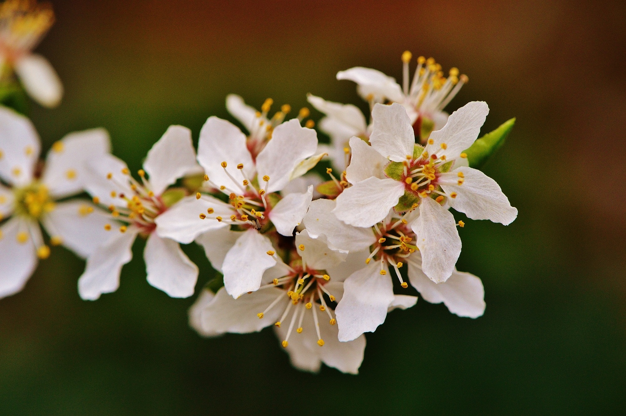 white and brown petaled flower