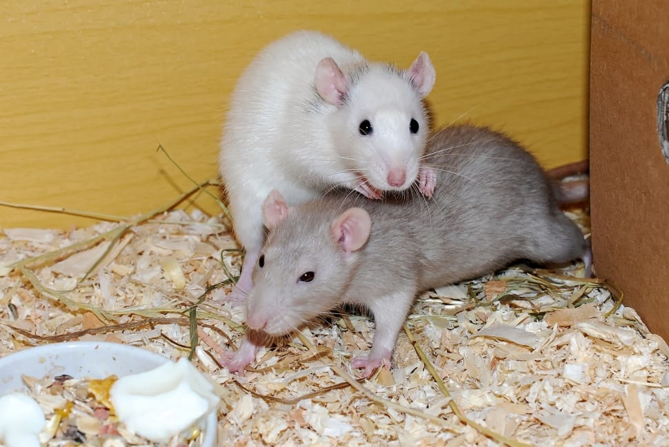 2 white and gray rats preview