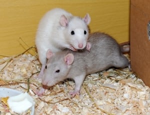 2 white and gray rats thumbnail