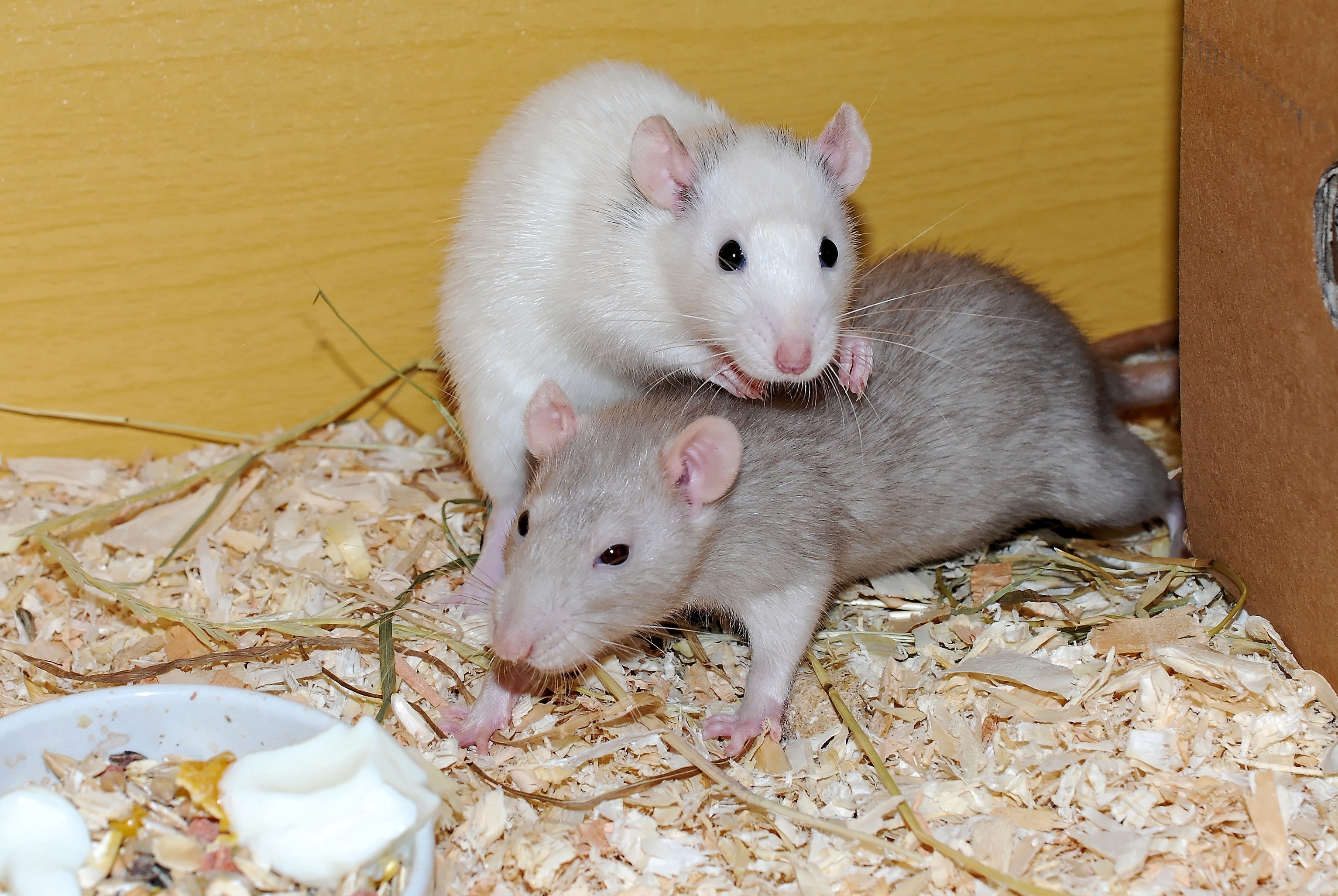 2 white and gray rats