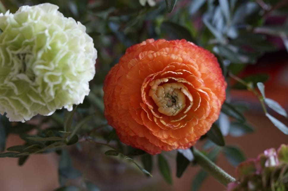 orange and white ranunculus flower preview