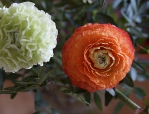 orange and white ranunculus flower thumbnail