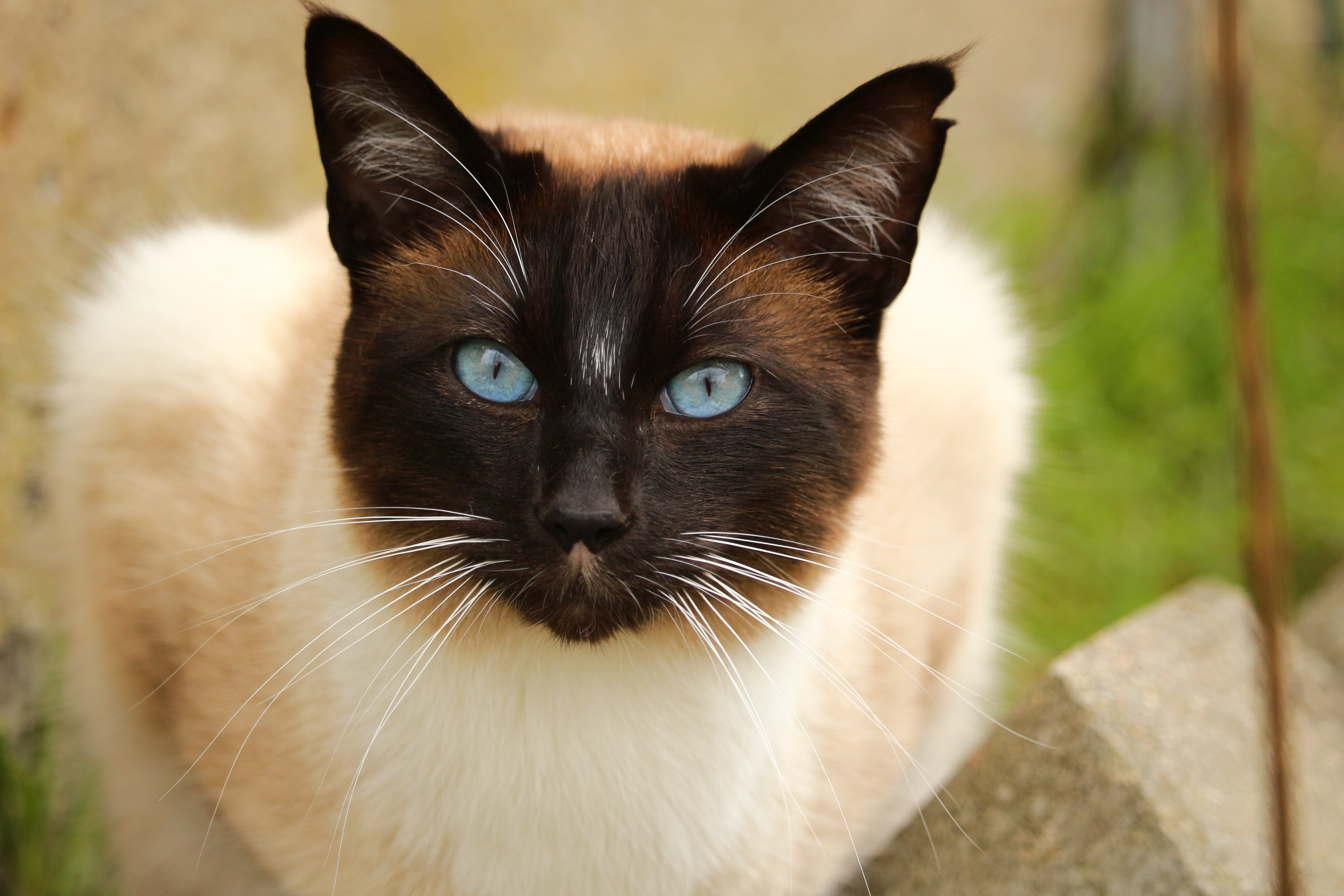 Самая красивая кошечка. Сиамский Сноу-Шу. Сиамская кошка. Старотипная Сиамская. Сиамская кошка породы кошек.