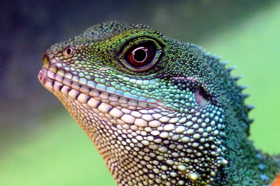 grey and green lizard preview