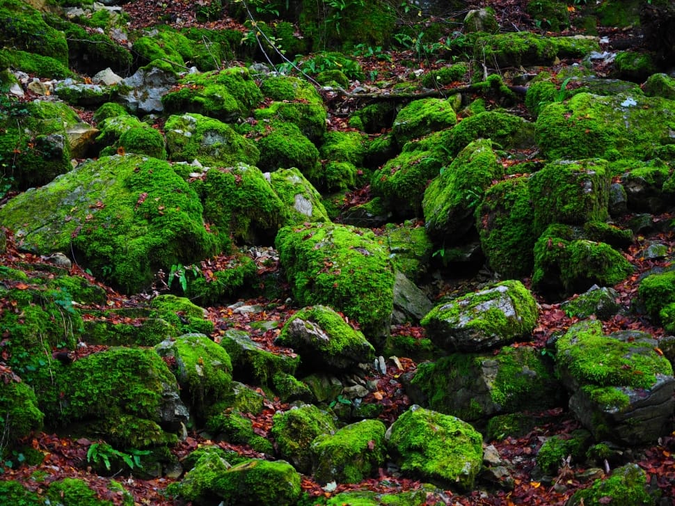 green moss on stones preview