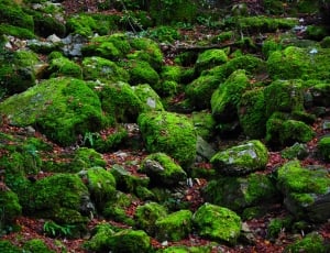 green moss on stones thumbnail