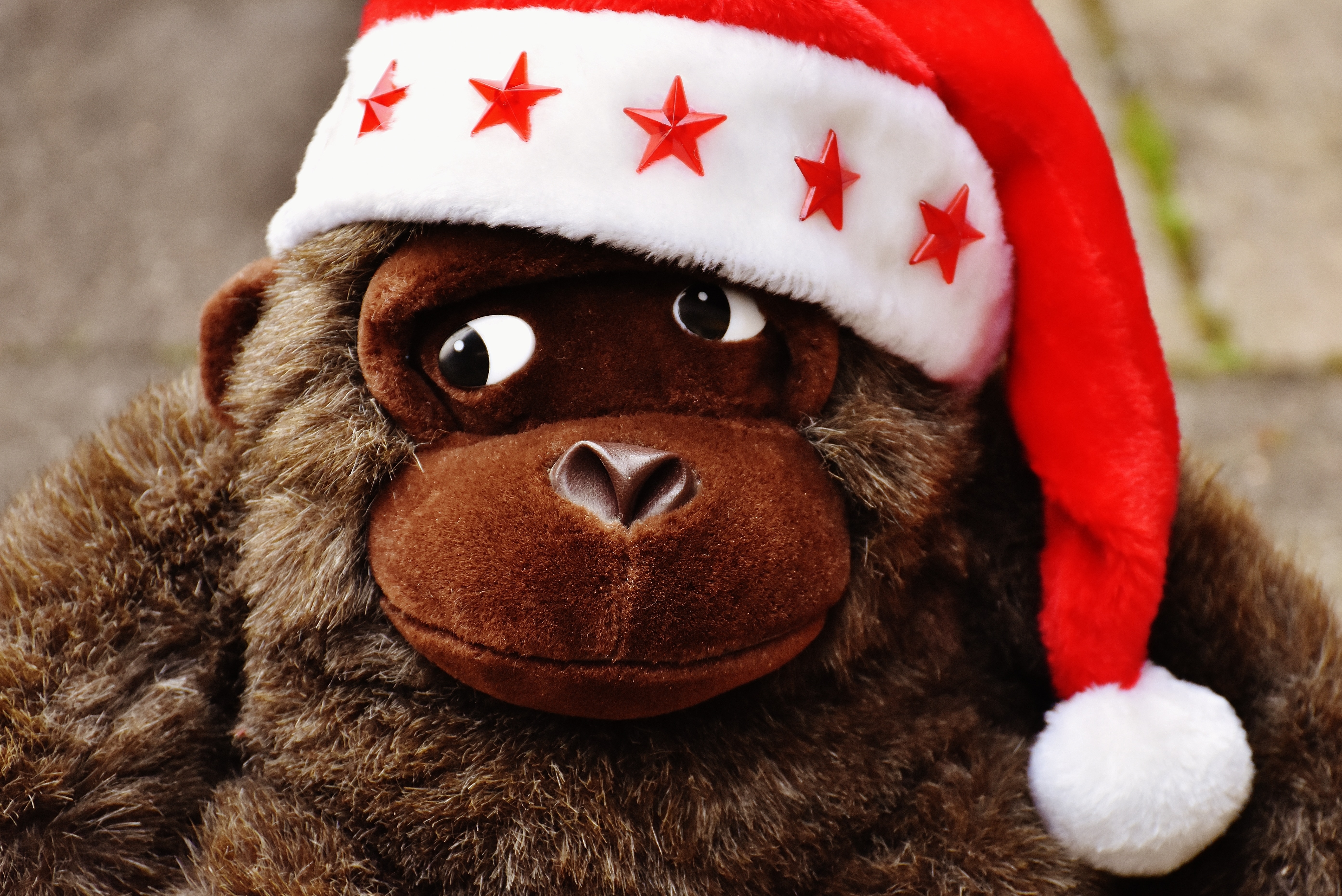 Christmas, Stuffed Animal, Santa Hat, red, christmas