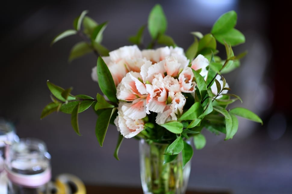 white and peach flower plant preview