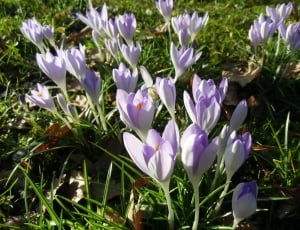 Spring Meadow, Flowers, Meadow, Crocus, flower, purple thumbnail