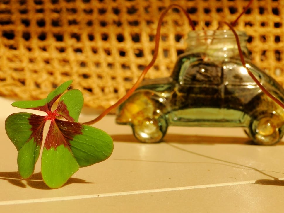 Clover, Plant, Green, Leaf, Luck, Fusca, indoors, no people preview