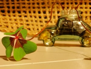 Clover, Plant, Green, Leaf, Luck, Fusca, indoors, no people thumbnail