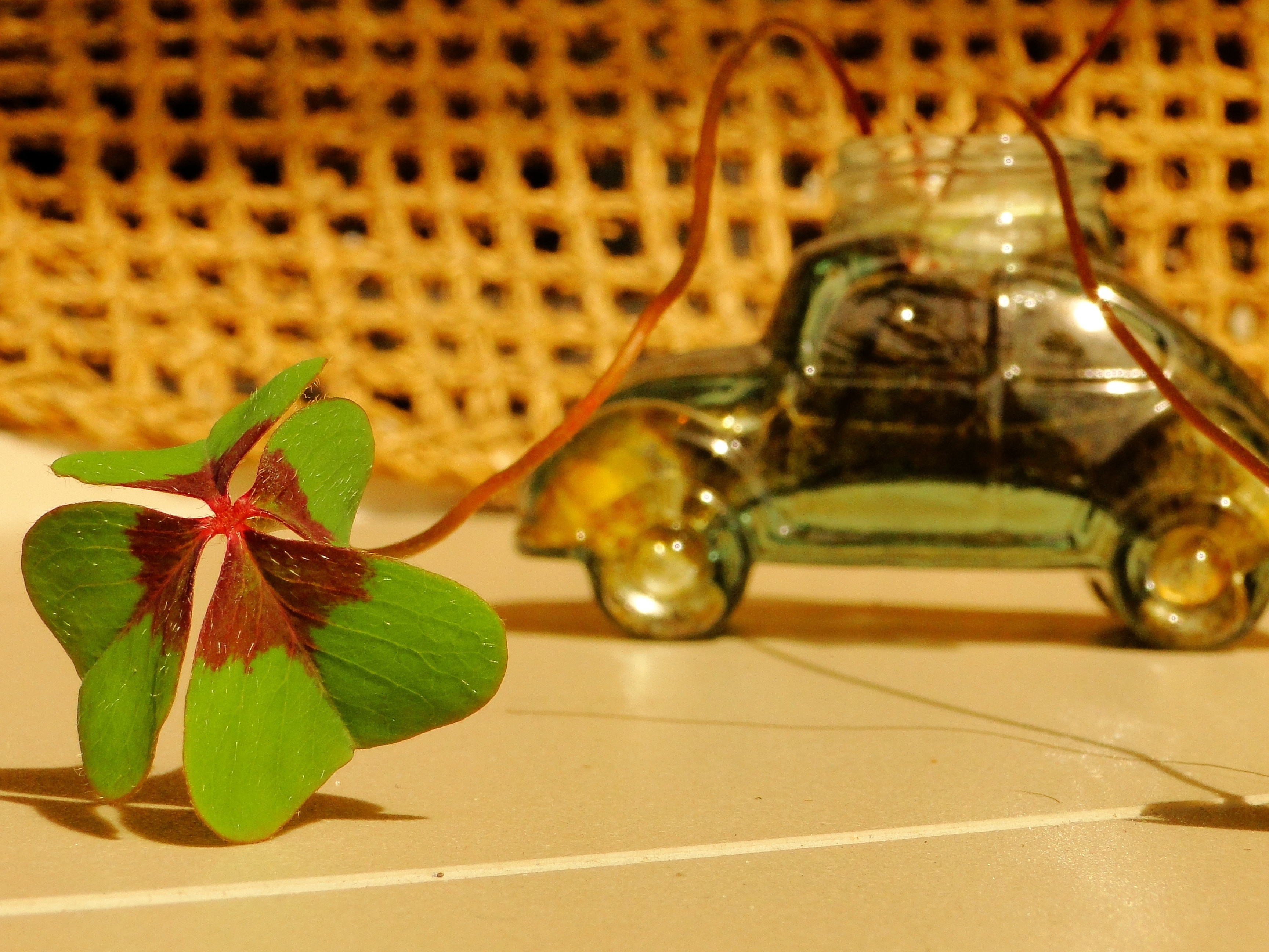 Clover, Plant, Green, Leaf, Luck, Fusca, indoors, no people
