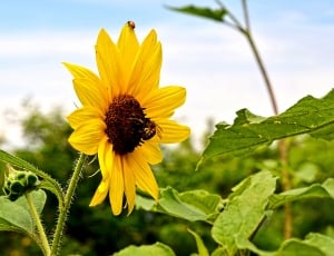 yellow sunflower and leaf photo thumbnail