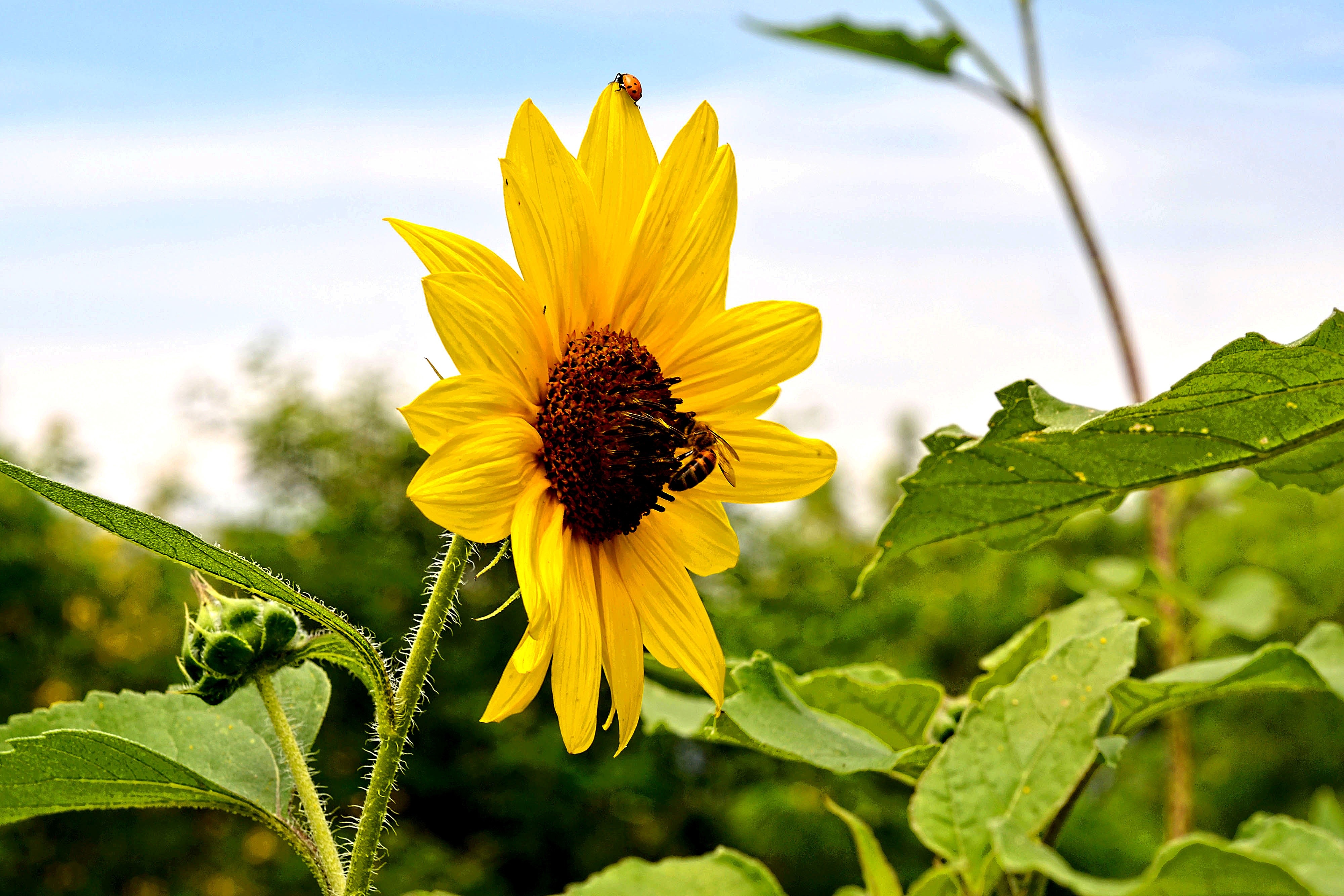 yellow sunflower and leaf photo