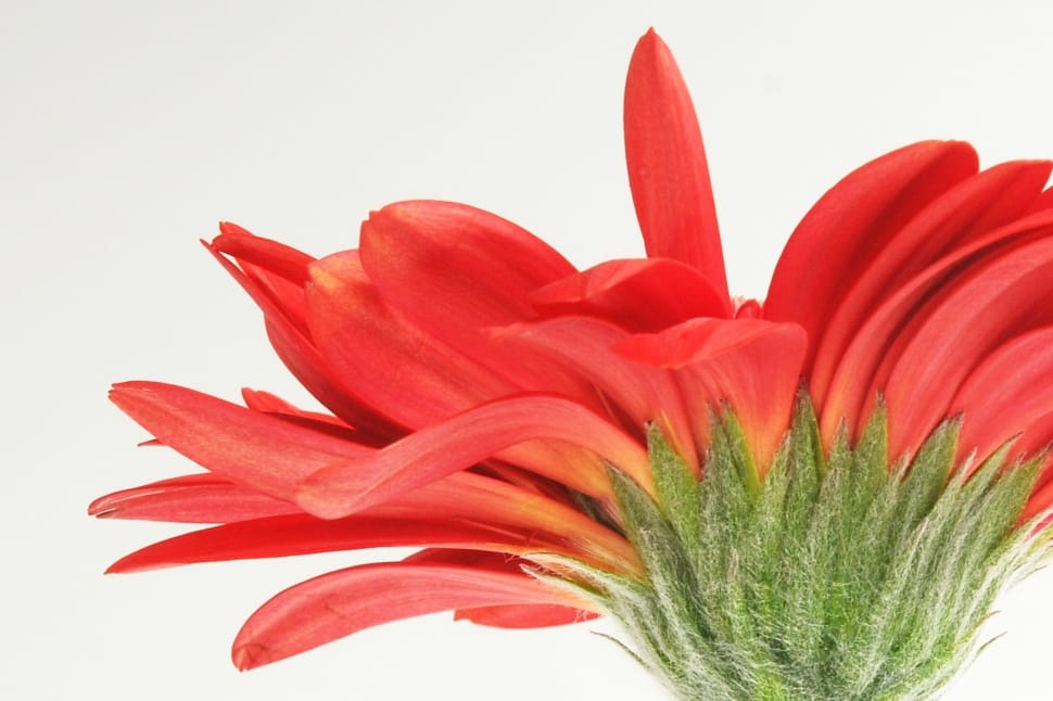 red daisy close up photography preview