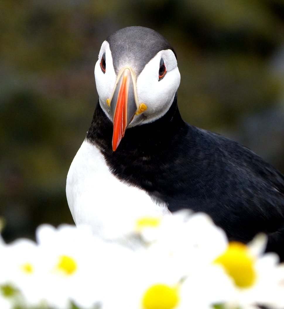 atlantic puffin preview