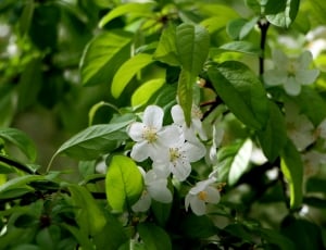 white apple blossoms thumbnail