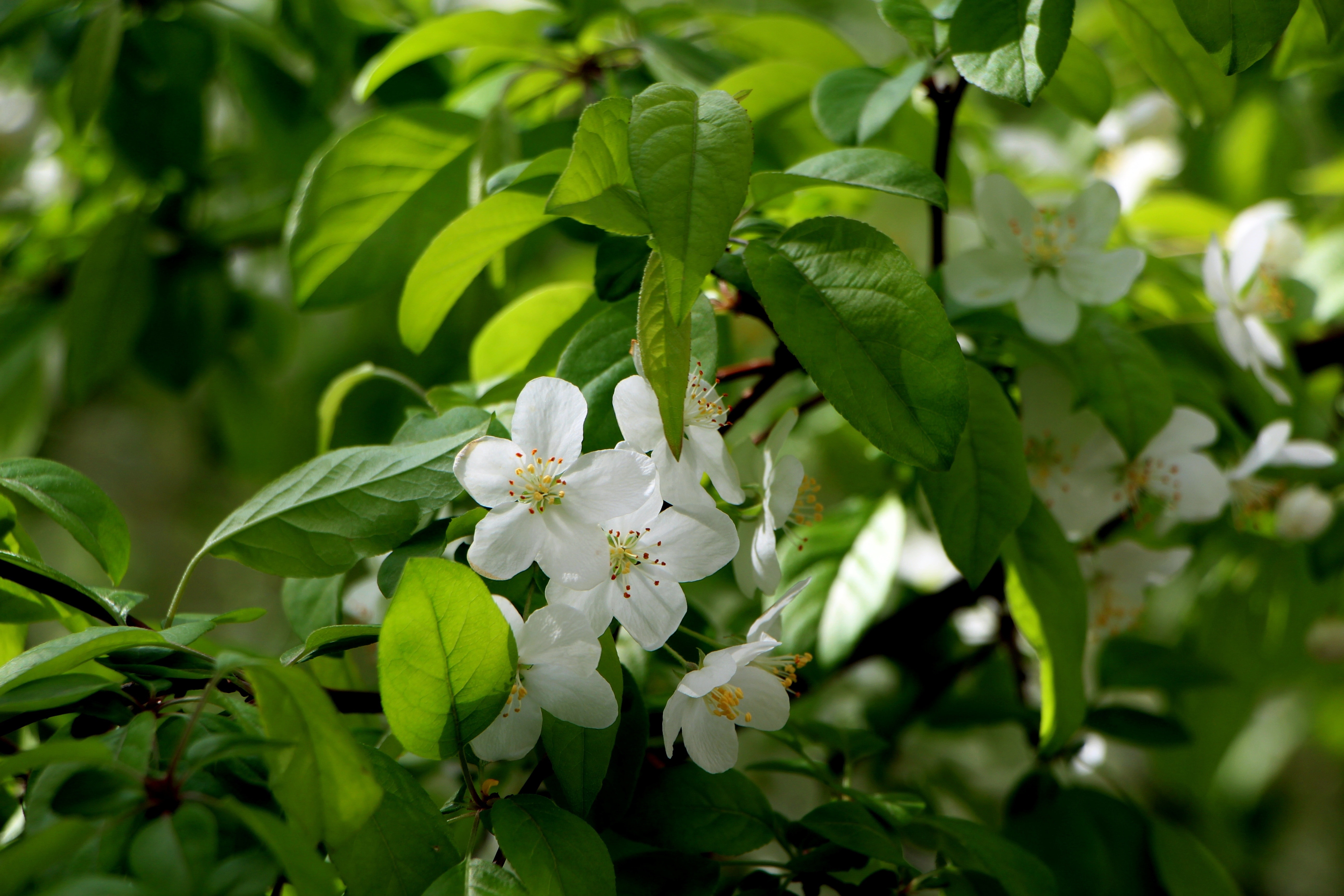 white apple blossoms