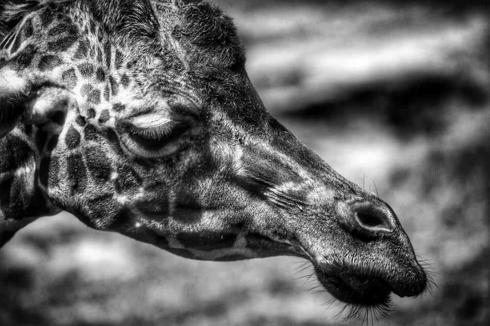 greyscale close up portrait of Giraffe's head preview