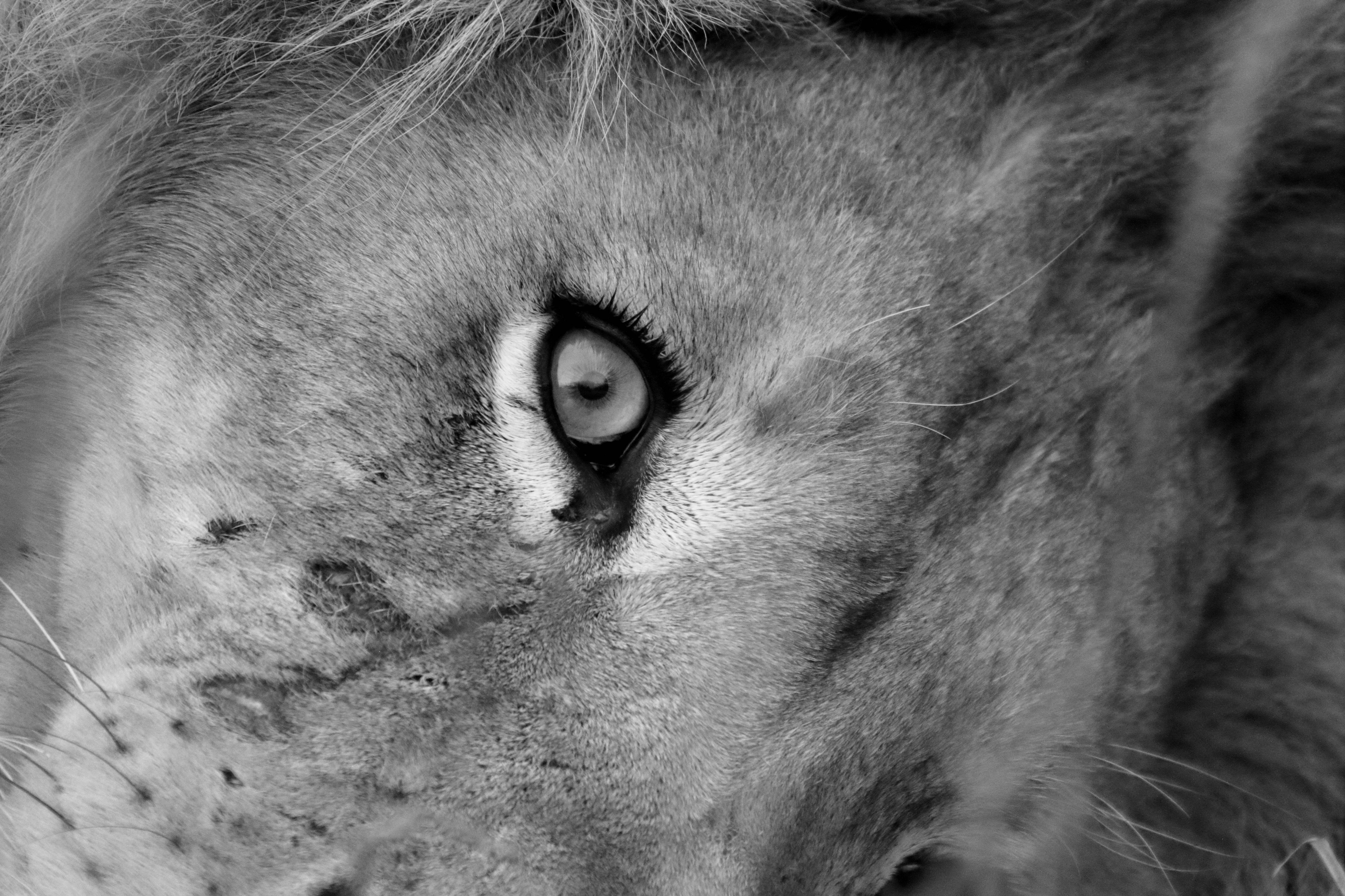 Глаза Льва. Глаза Льва фото крупным планом. Глаз Льва крупно. Глаза Льва у человека.