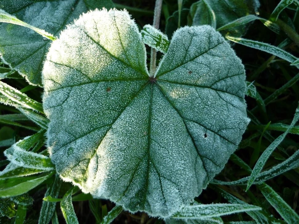 green heart shape leafed plant preview