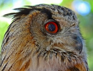 brown owl thumbnail
