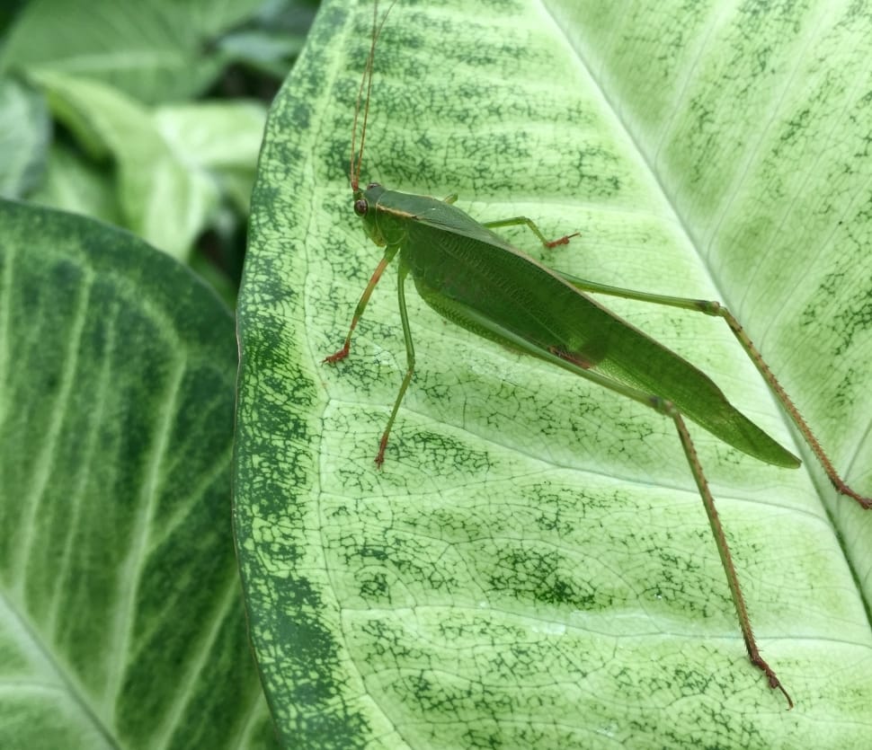 Leaves, Insect, Bug, Grasshopper, Green, leaf, green color preview