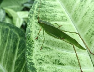 Leaves, Insect, Bug, Grasshopper, Green, leaf, green color thumbnail