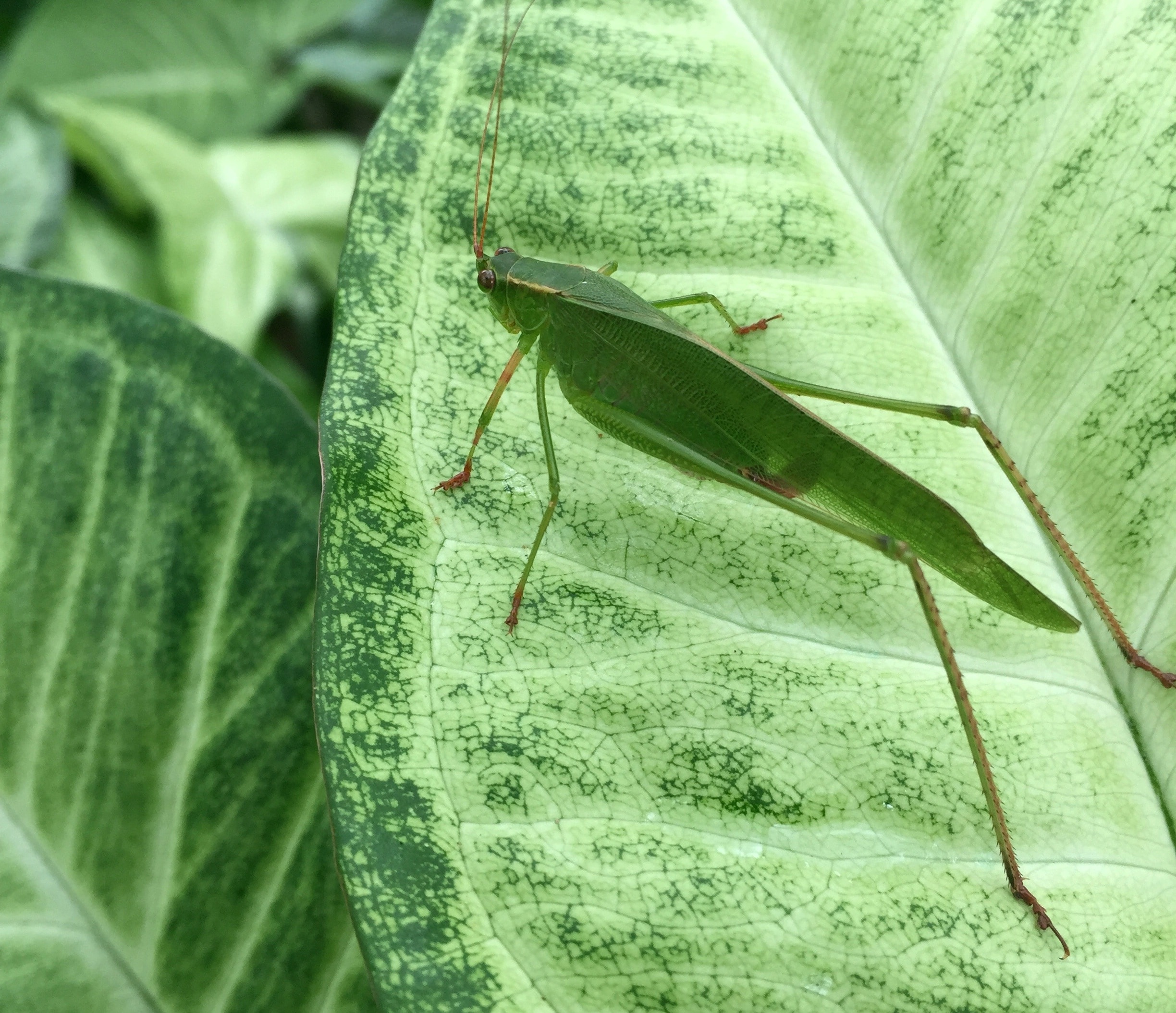 Leaves, Insect, Bug, Grasshopper, Green, leaf, green color