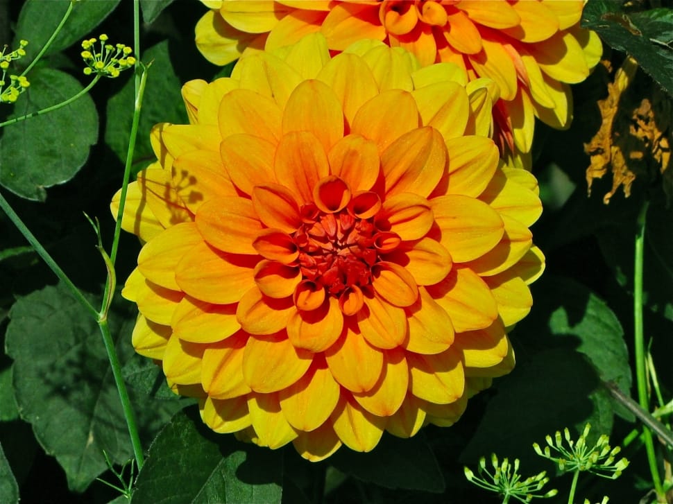 yellow and orange petal flower preview