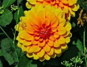 yellow and orange petal flower thumbnail