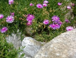 pink flowers near gray stone thumbnail
