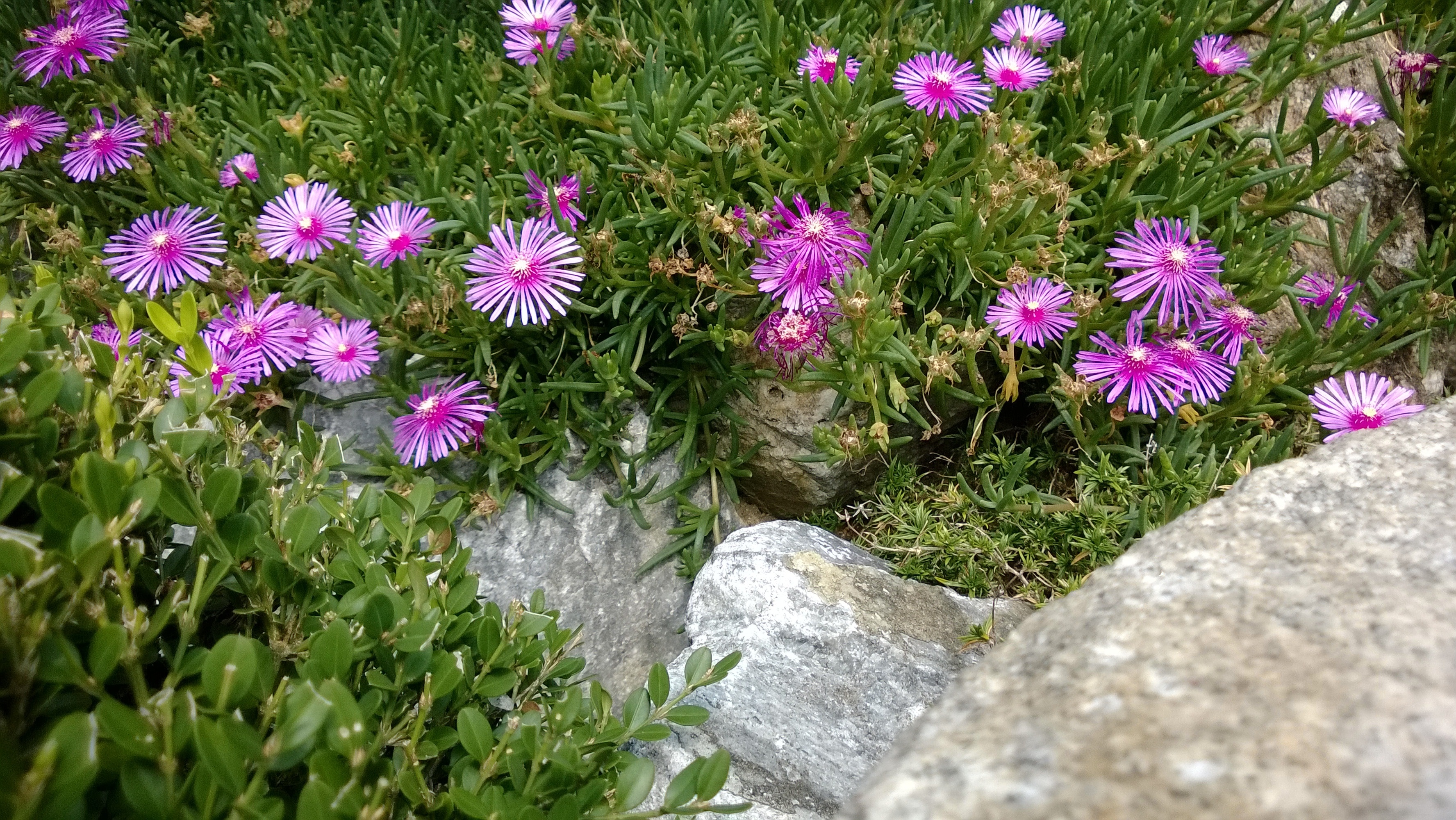 pink flowers near gray stone