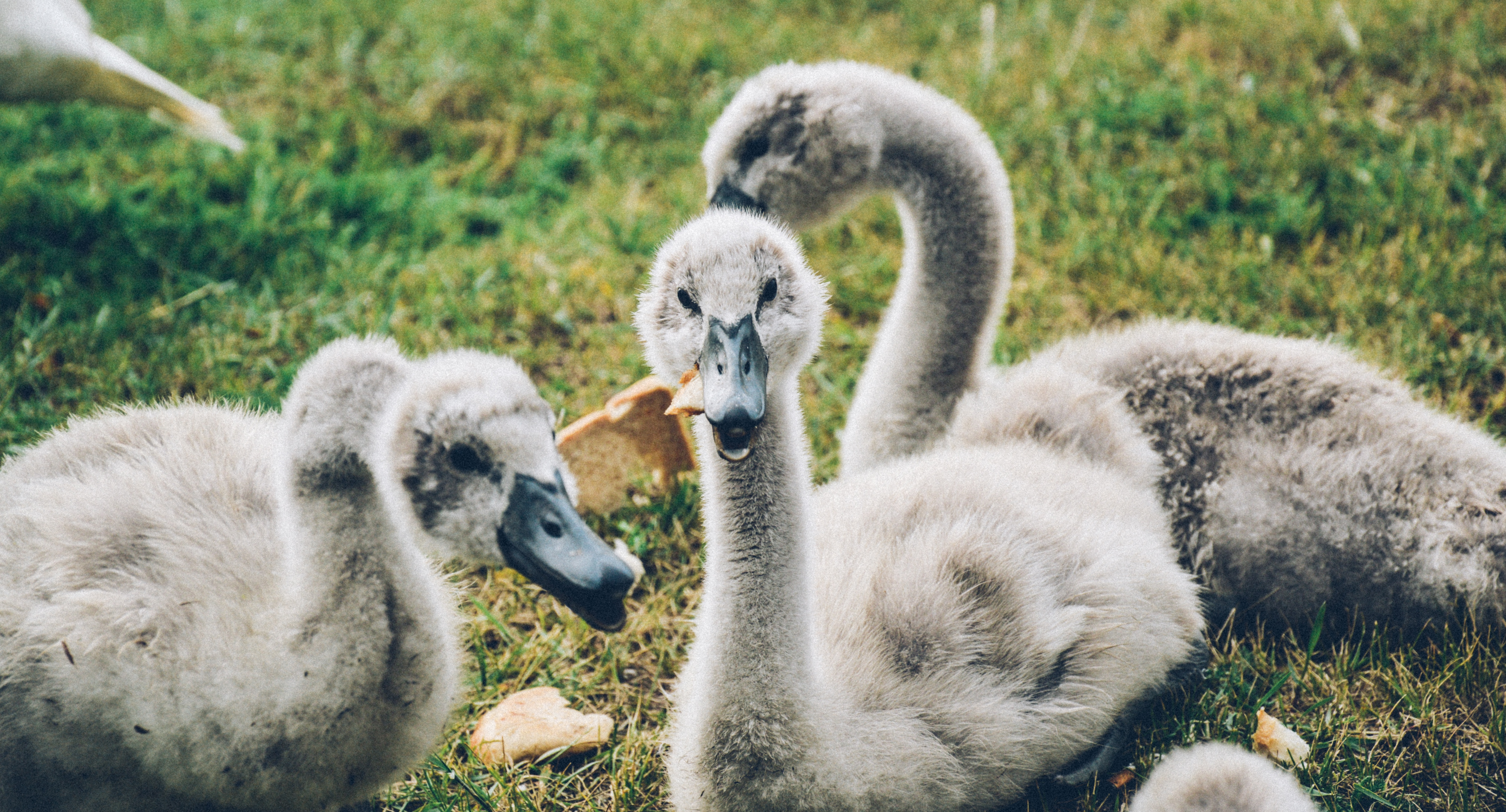 three gray young swans on grassy land