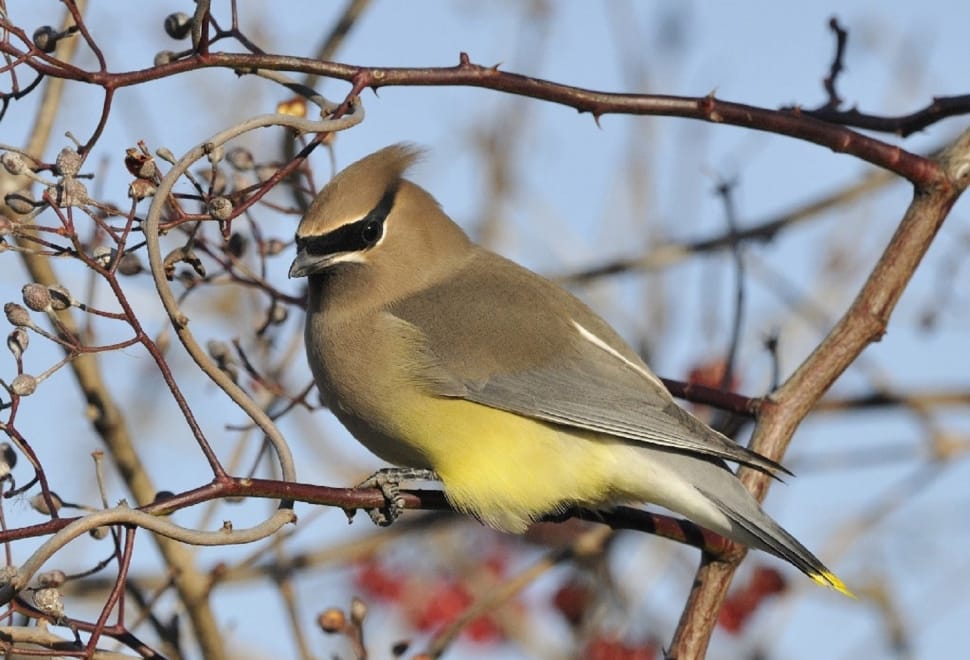 photo of Cedar Waxwing perch on tree branch during daytime preview