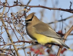 photo of Cedar Waxwing perch on tree branch during daytime thumbnail