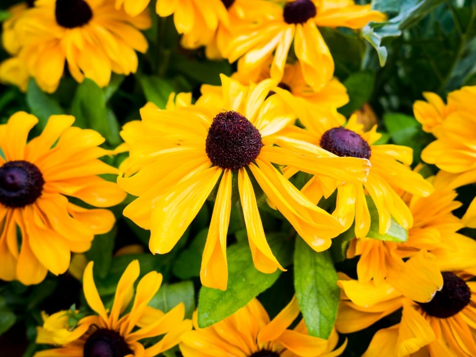 yellow cone flowers preview