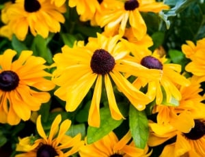 yellow cone flowers thumbnail