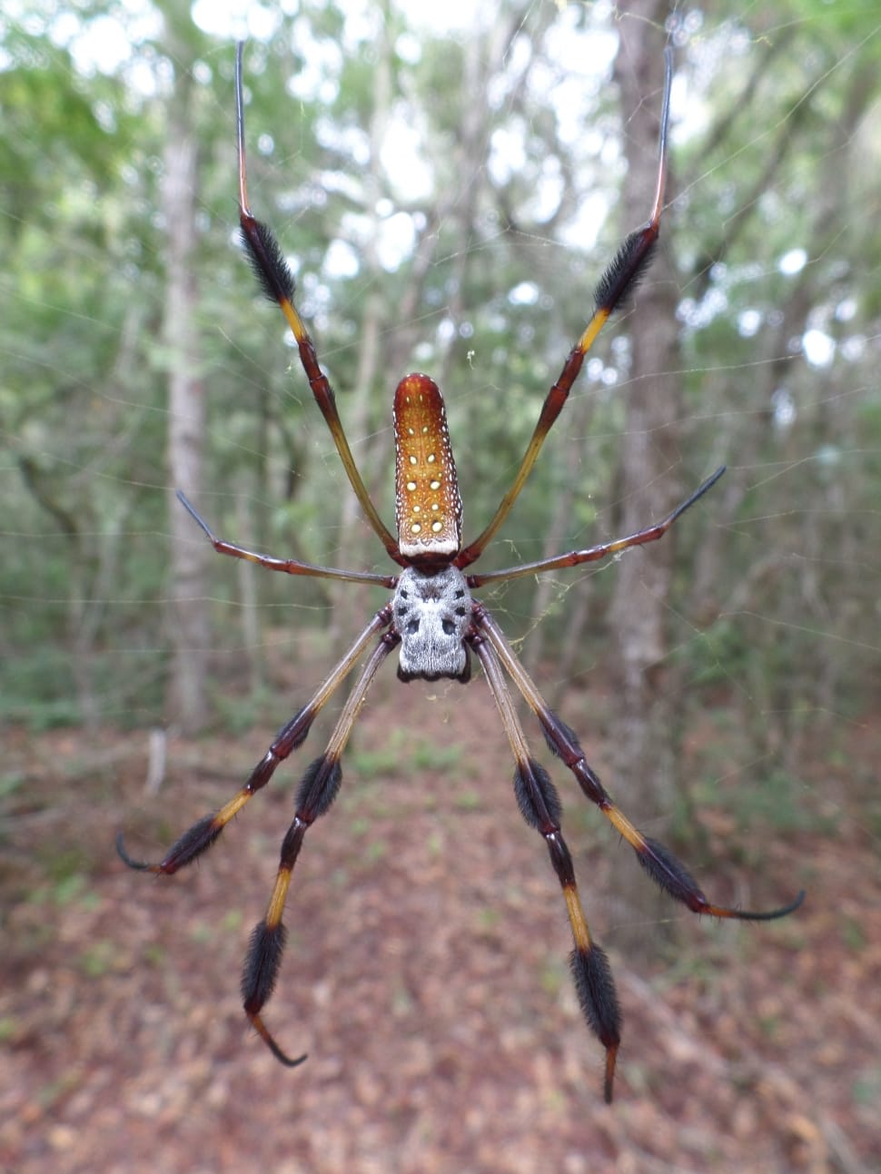 yellow brown and black orchard orb weaver spider preview
