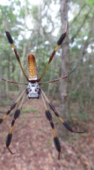 yellow brown and black orchard orb weaver spider thumbnail