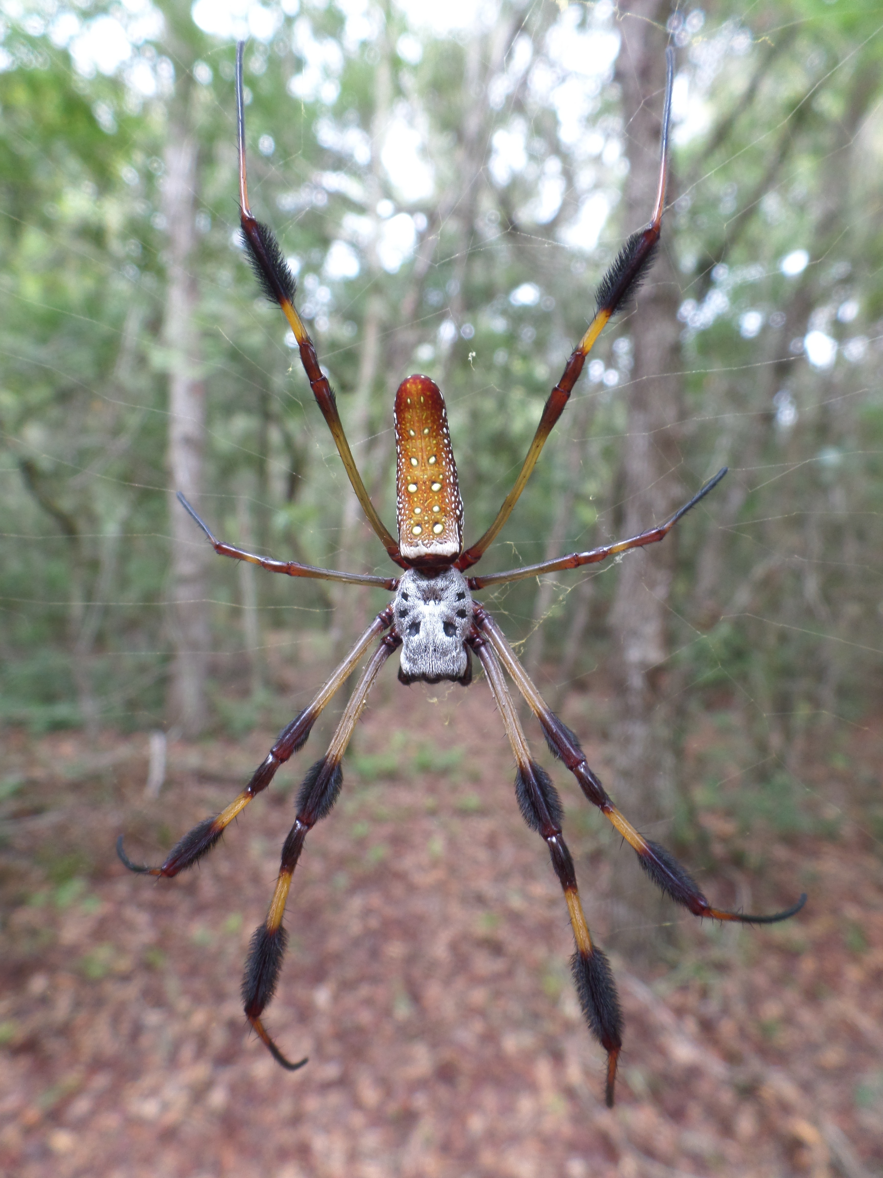 yellow brown and black orchard orb weaver spider