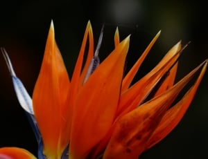Bird Of Paradise Flower, Blossom, Flower, orange color, flower thumbnail