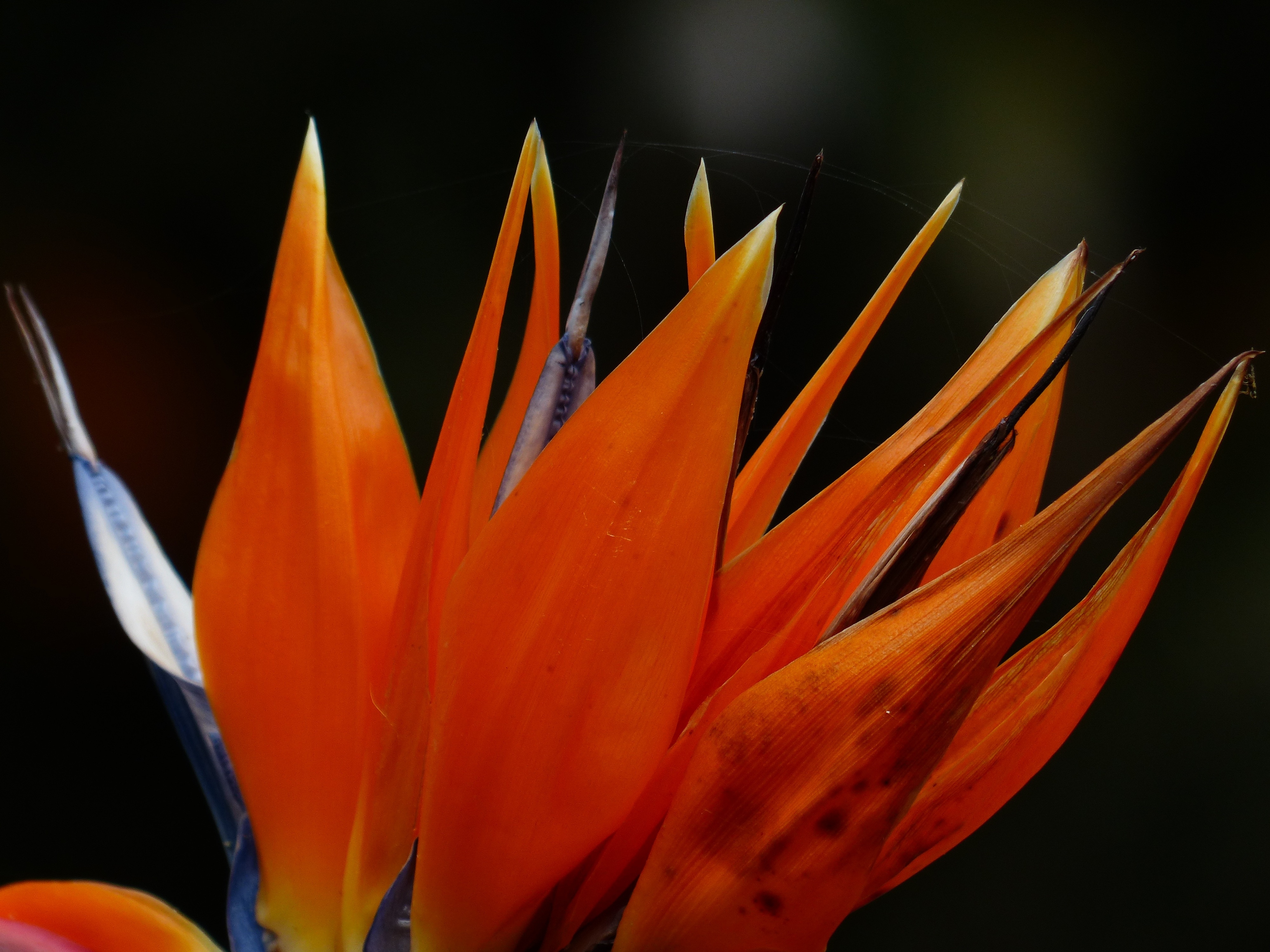 Bird Of Paradise Flower, Blossom, Flower, orange color, flower